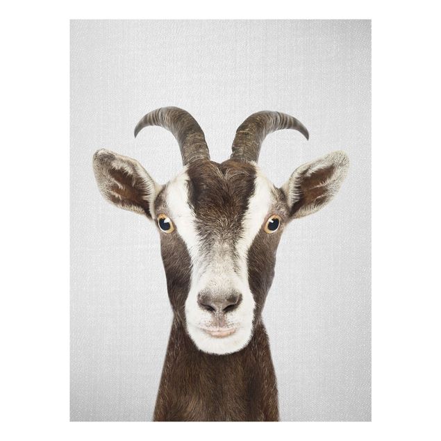 Obrazy nowoczesny Goat Zora