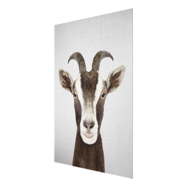 Obrazy ze zwierzętami Goat Zora