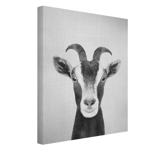 Obrazy zwierzęta Goat Zora Black And White