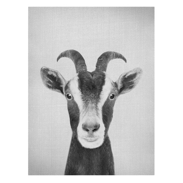 Czarno białe obrazy Goat Zora Black And White