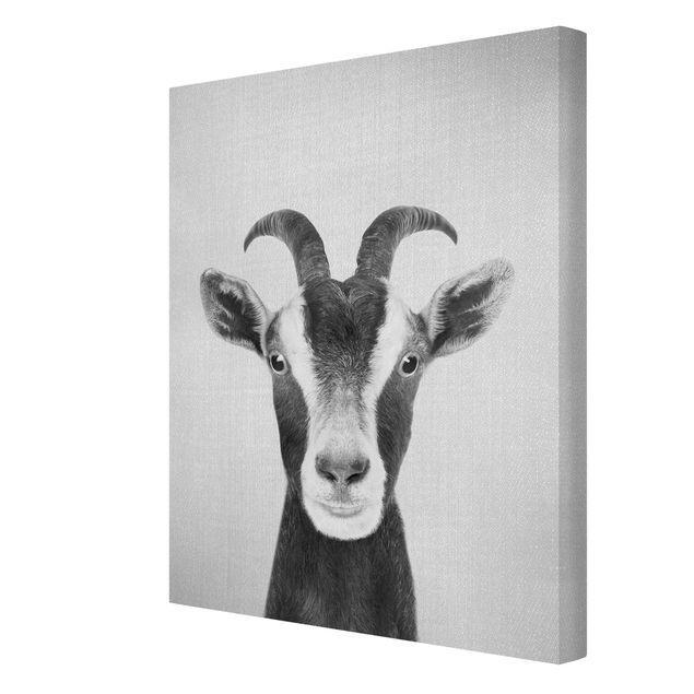 Obraz na płótnie czarno biały Goat Zora Black And White