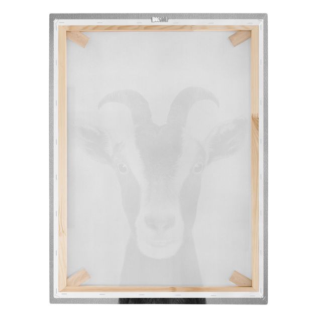 Obrazy na ścianę Goat Zora Black And White