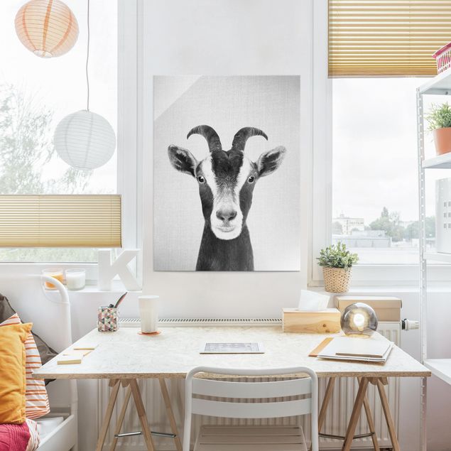 Obrazy na szkle zwierzęta Goat Zora Black And White