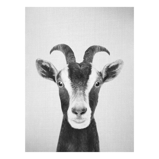 Obrazy nowoczesny Goat Zora Black And White