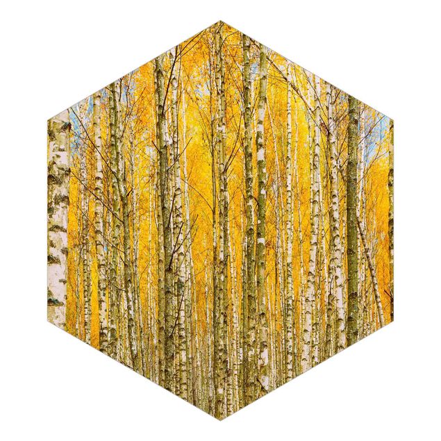 Fototapeta samoprzylepna heksagon - Between Yellow Birch Trees