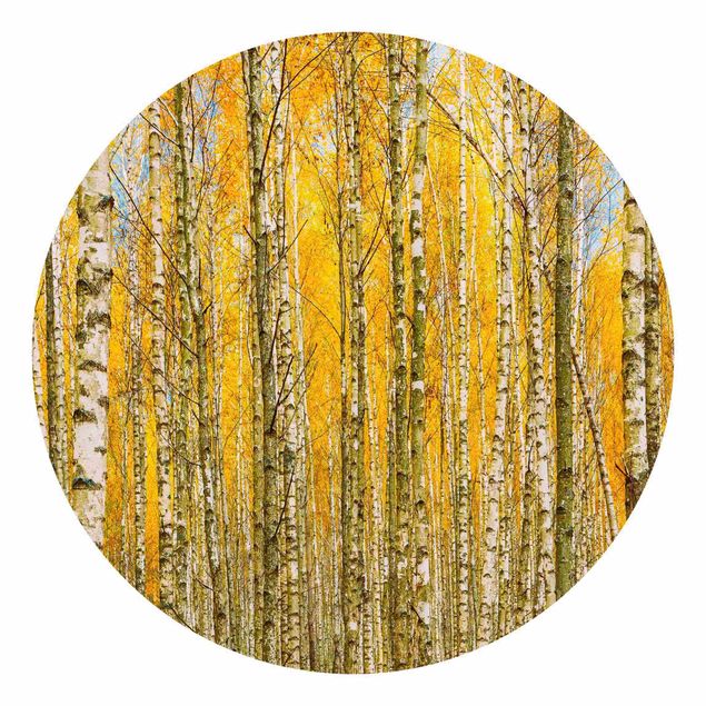 Okrągła tapeta samoprzylepna - Between Yellow Birch Trees